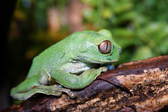 Cameroon Forest Treefrog photo 4