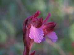 Anacamptis papilionacea papilionacea