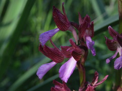 Anacamptis papilionacea papilionacea