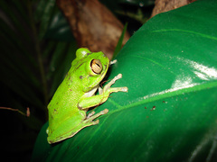 Cameroon Forest Treefrog photo 5