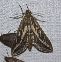 Hyles livornicoides