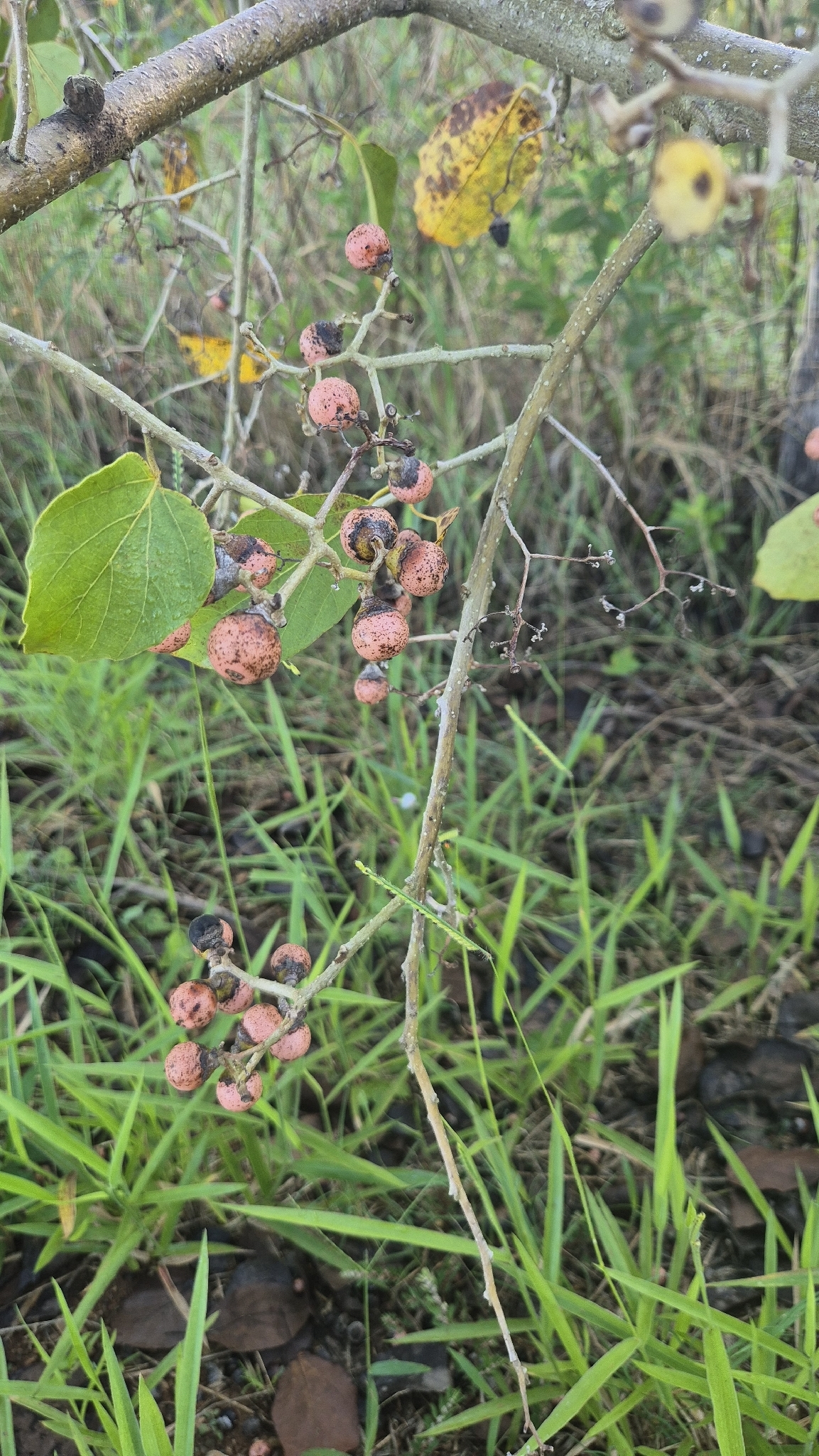 Cordia myxa