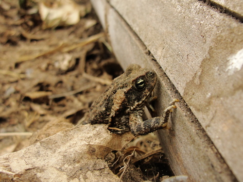 South American Toads