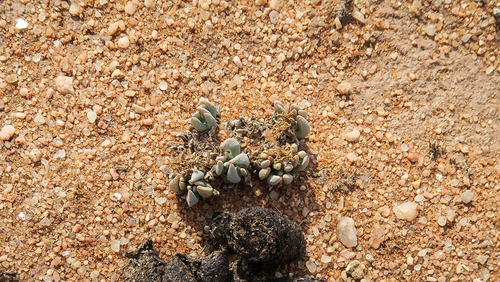 Ihlenfeldtia
