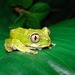 Cameroon Forest Tree Frog - Photo (c) Loïc  Denès, some rights reserved (CC BY-NC-SA)
