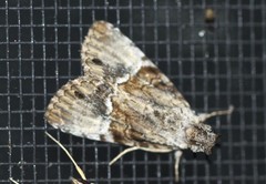 Alophosoma emmelopis