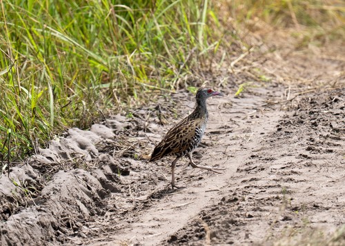 iNaturalist image