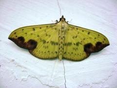 Botyodes principalis