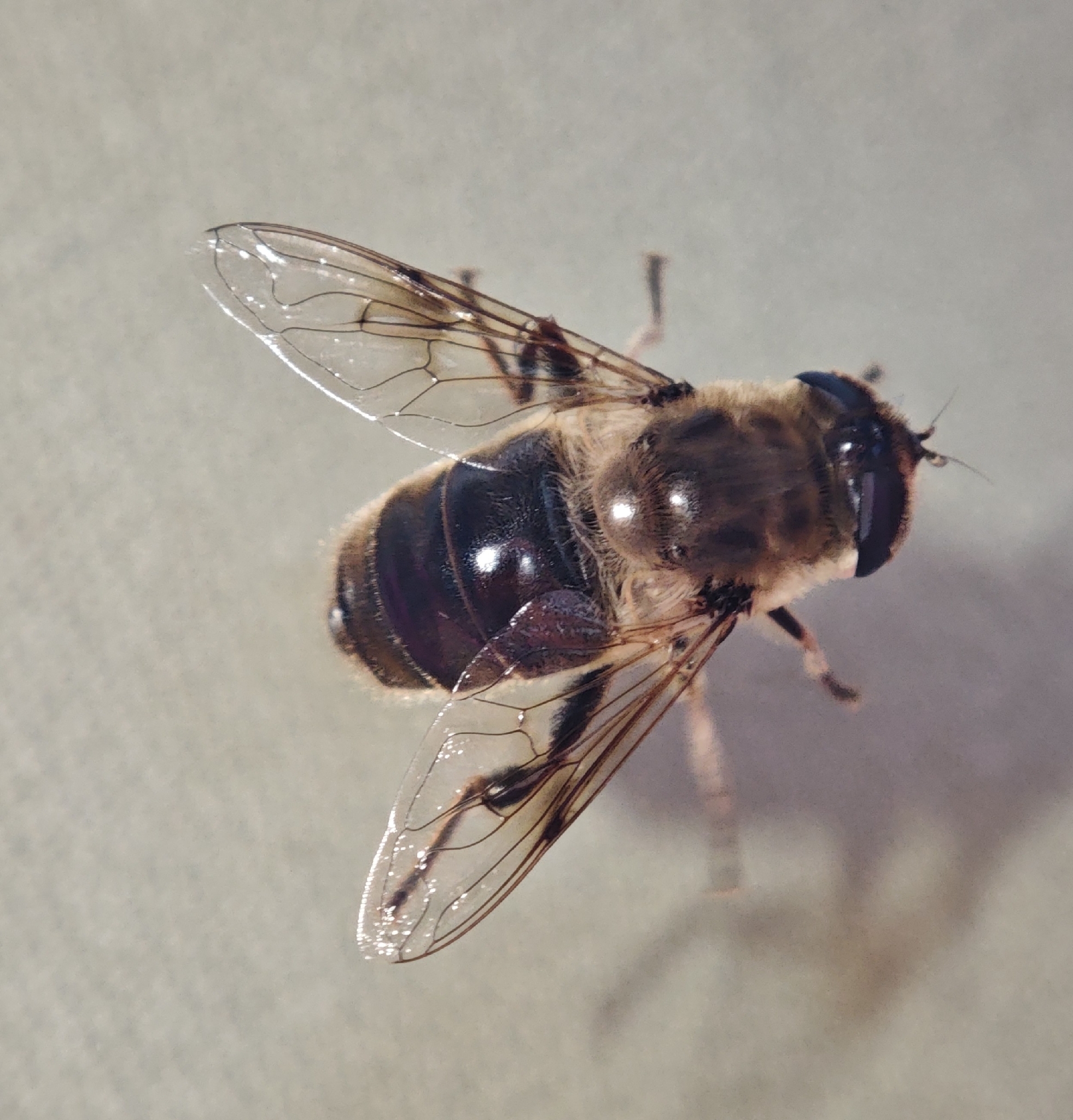 Moscabeja