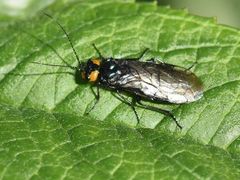 Acantholyda flaviceps