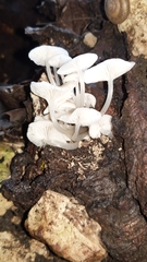 Clitocybula abundans