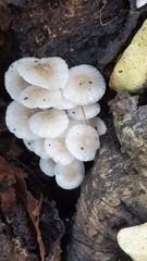 Clitocybula abundans