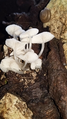 Clitocybula abundans