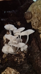 Clitocybula abundans