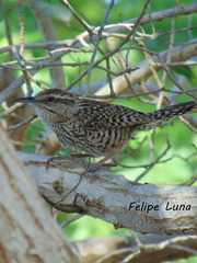 Campylorhynchus yucatanicus