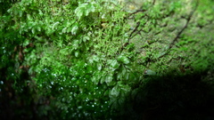 Hymenophyllum minimum