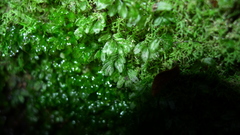Hymenophyllum minimum
