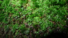 Hymenophyllum minimum