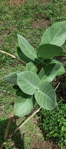 giant milkweed