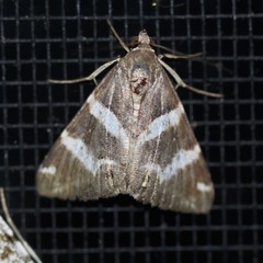 Grammodes pulcherrima