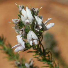 Aspalathus cephalotes