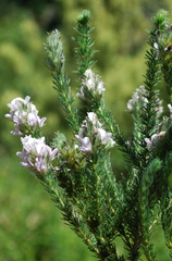 Aspalathus cephalotes