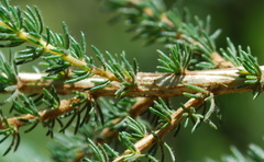 Aspalathus cephalotes