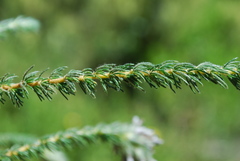 Aspalathus cephalotes