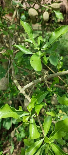 powderbark gardenia