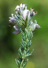 Aspalathus cephalotes