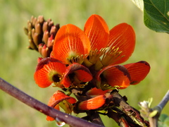 Erythrina breviflora