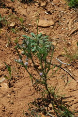 Aspalathus cephalotes