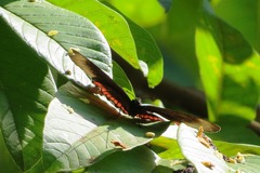 Biblis hyperia nectanabis