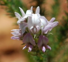 Aspalathus cephalotes