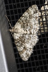 Myrioblephara desumpta