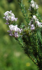 Aspalathus cephalotes