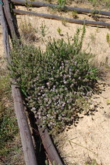 Aspalathus cephalotes