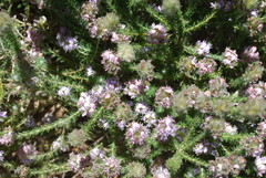 Aspalathus cephalotes