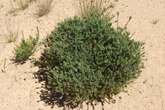 Aspalathus cephalotes