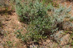 Aspalathus cephalotes