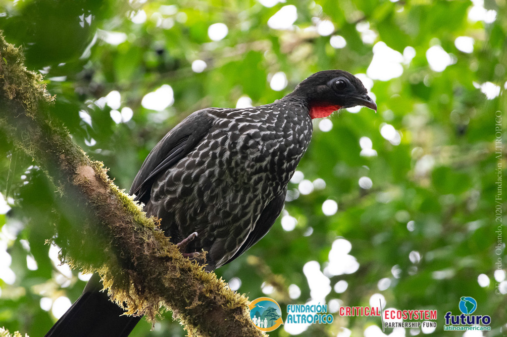 Baudo Guan (Penelope ortoni) photo