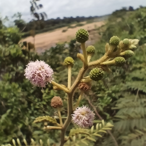 Giant Sensitive Plant