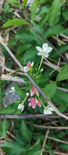 Rangoon Creeper