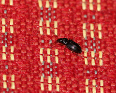 Stenolophus ochropezus