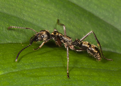 Hairy Panther Ant