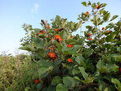 Erythrina breviflora