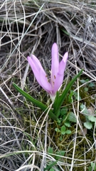 Colchicum bulbocodium versicolor