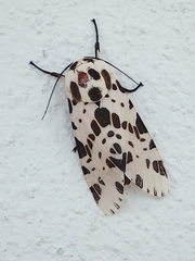 Hypercompe permaculata