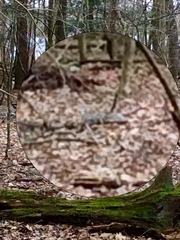 Sciurus carolinensis