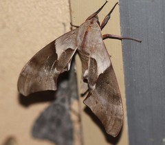Coequosa australasiae